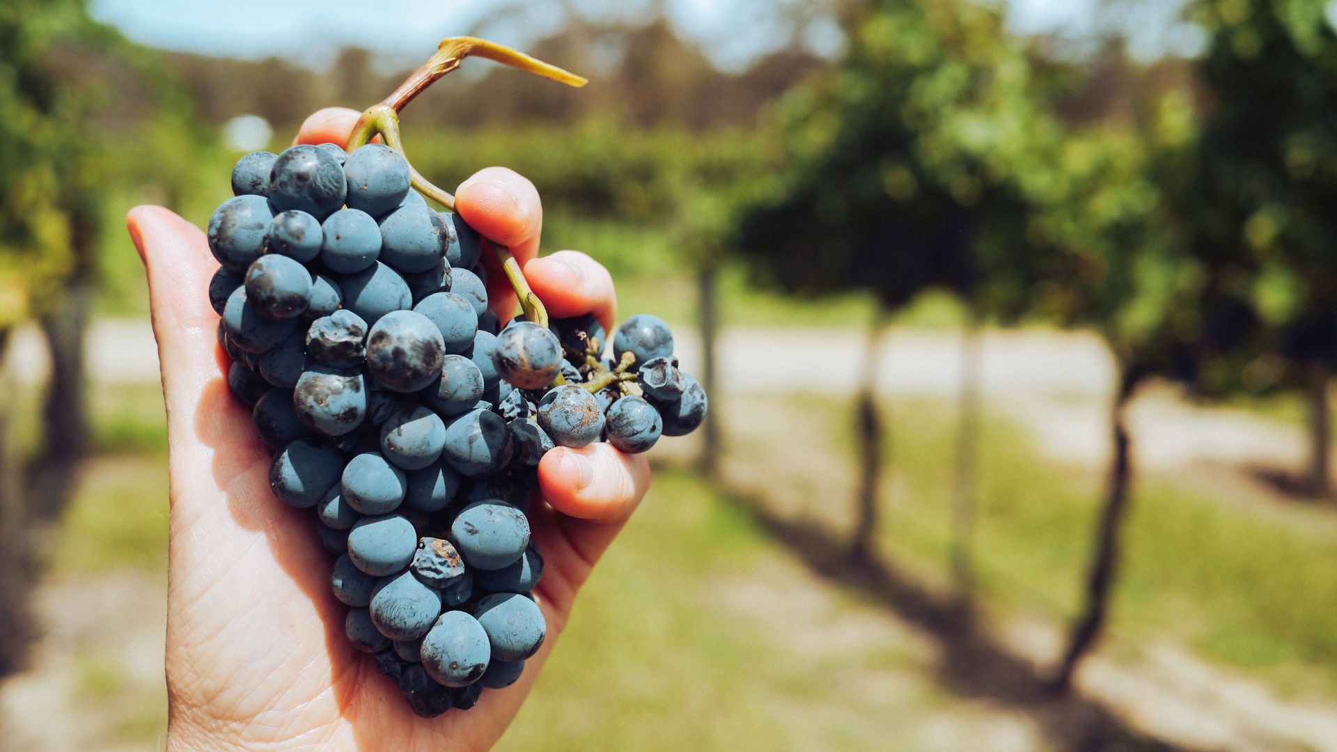 il vino nella bibbia Cantine Leuci vini kosher kosher wine salento